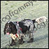 Charlie the cocker spaniel