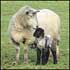 Young lamb and mum