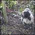 Charlie gets stuck around a tree