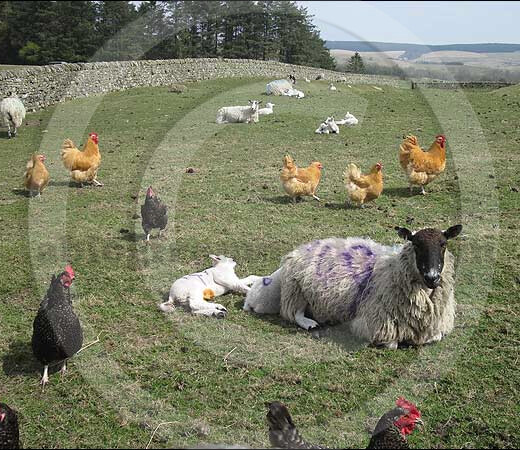 New season lamb and free range hens