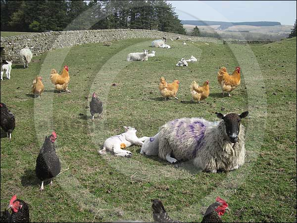 New season lamb and free range hens