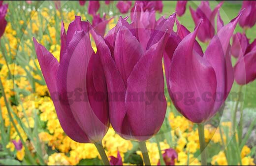 Crimson tulips in Victoria Park, Carlisle