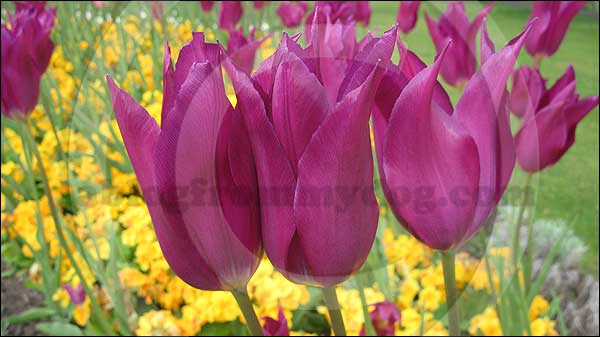 Crimson tulips in Victoria Park, Carlisle