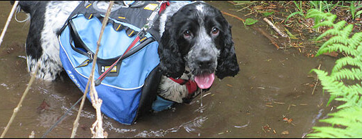 Charlie gets a drink in a stream
