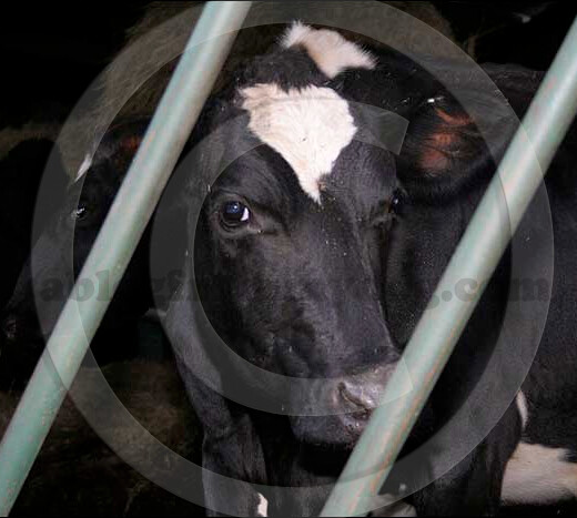 Dairy cows are at high risk from the parasite