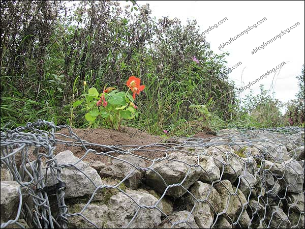 Nastershum planted in a rock wall
