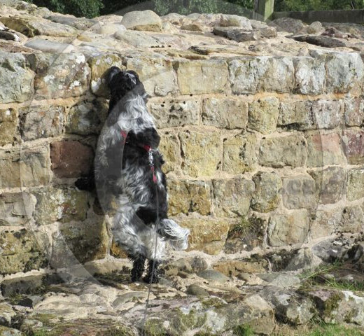 If I jump I can just see over the wall