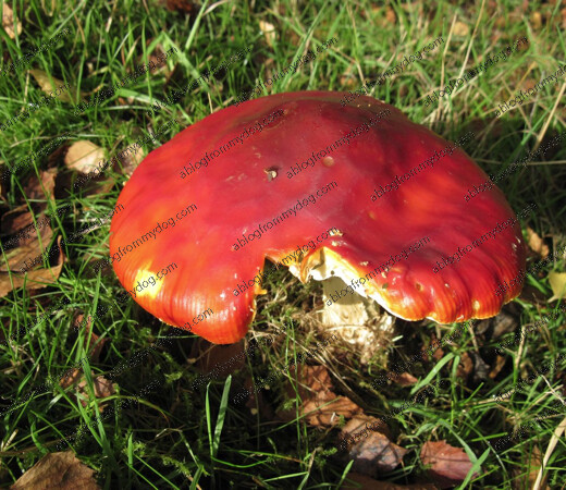 Mushroom, toadstool or fungi?