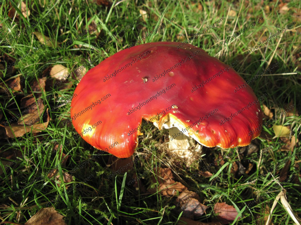 Mushroom, toadstool or fungi?