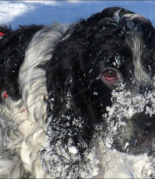 Snow and ice start to cling to Charlie