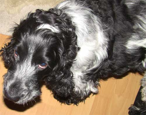 Charlie feeling very sorry for himself