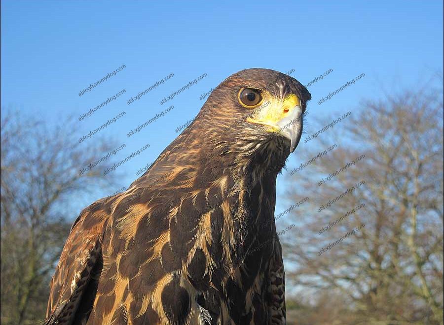 Harris hawk in Dalston