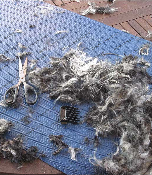 Loads more dog fluff waiting for the nesting birds