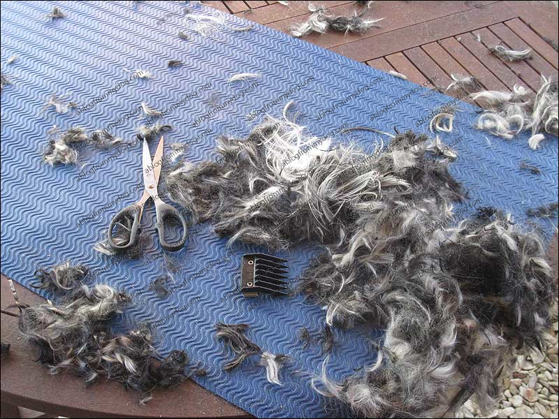 Loads more dog fluff waiting for the nesting birds
