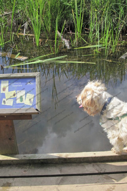 Buster looks at the sign to see what he may see