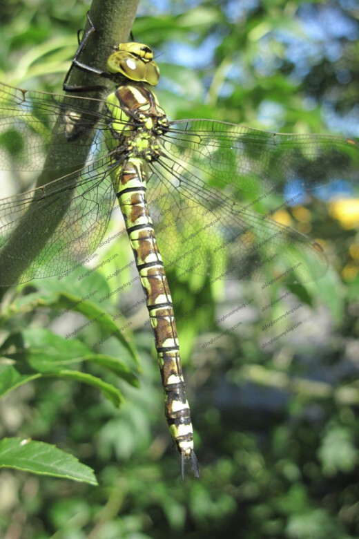 This has to be the wolds largest dragonfly - about 10cm long