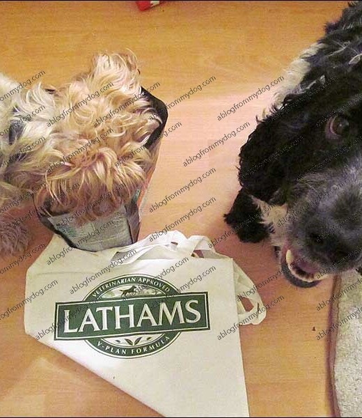 Buster put his head straight into the packet