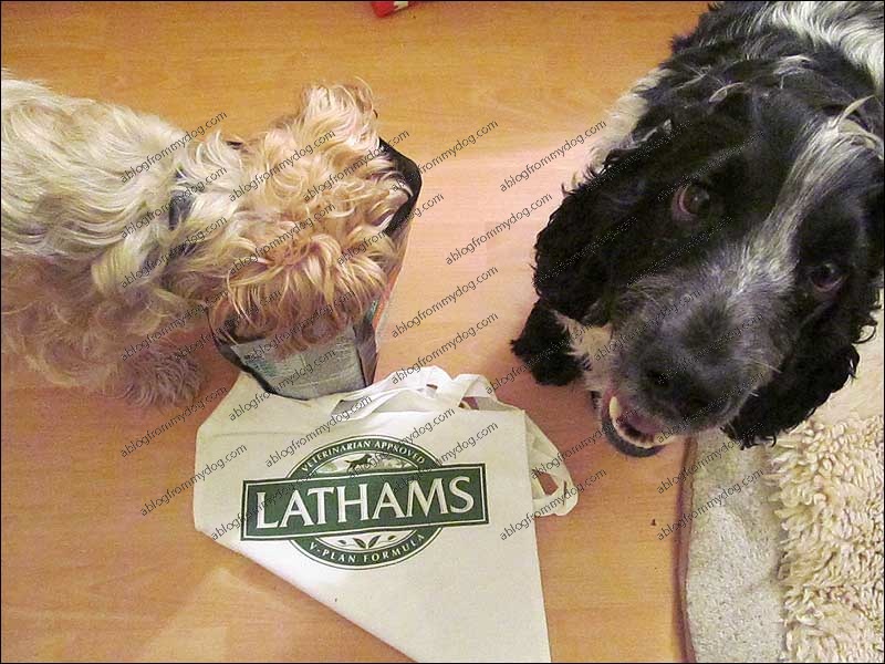 Buster put his head straight into the packet