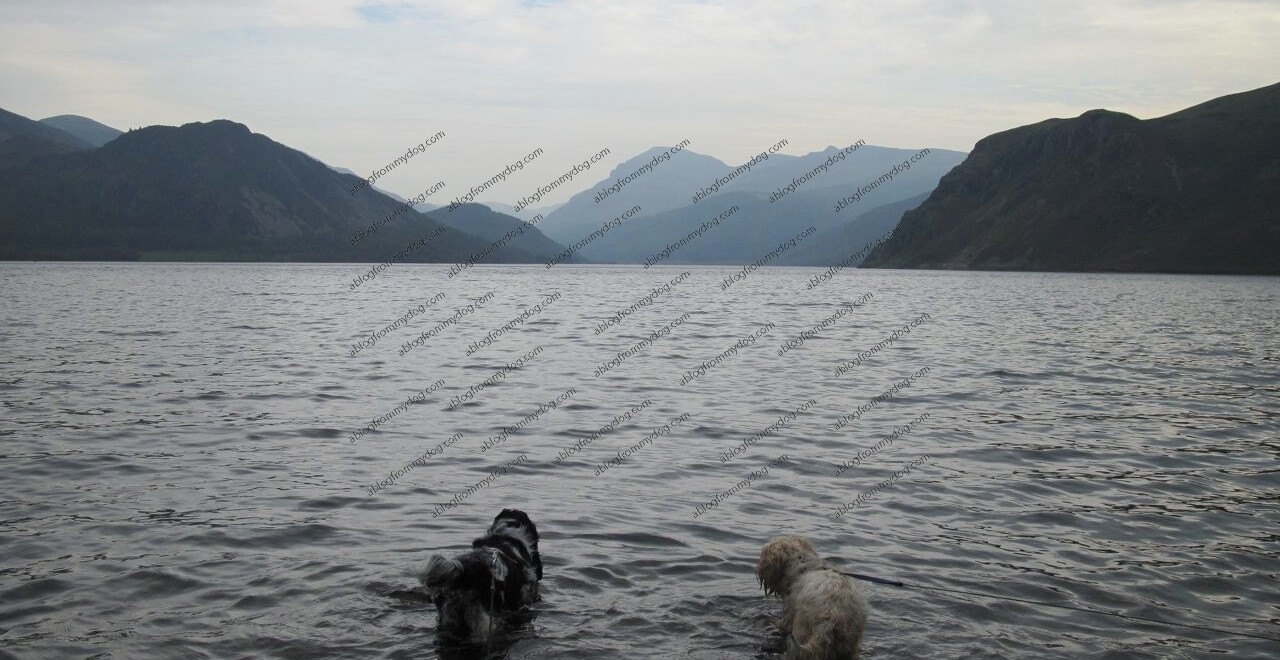 Buster and Charlie wonder if the could swim the full length