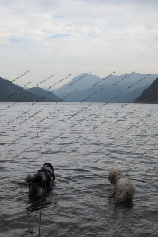 Buster and Charlie wonder if the could swim the full length