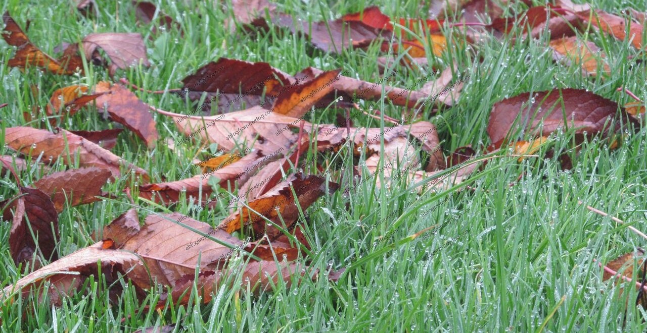 Damp grass and fallen leaves - a clear hint autumn is here