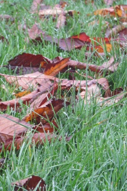 Damp grass and fallen leaves - a clear hint autumn is here