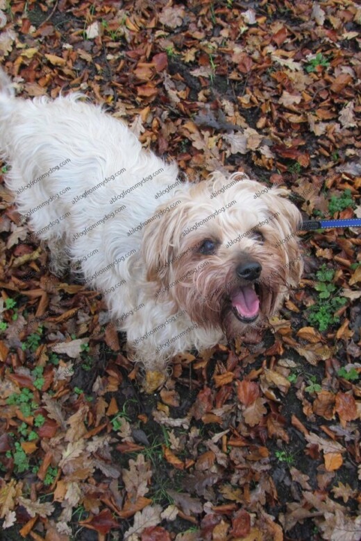 Buster enjoys trampling in the leaves