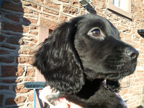 Millie the cocker spaniel