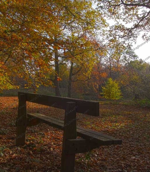 A bench in a woodland glade surrounded by golden leaves
