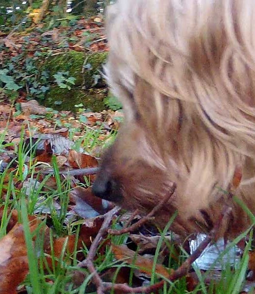 Buster finds an interesting sniff in the damp grass