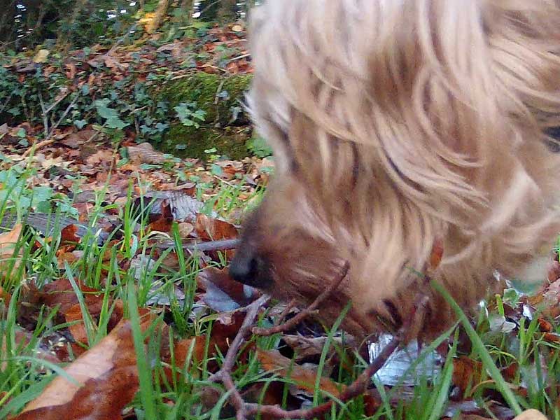 Buster finds an interesting sniff in the damp grass