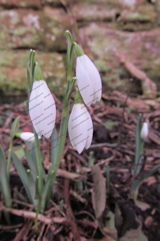 Snowdrops - first of the year