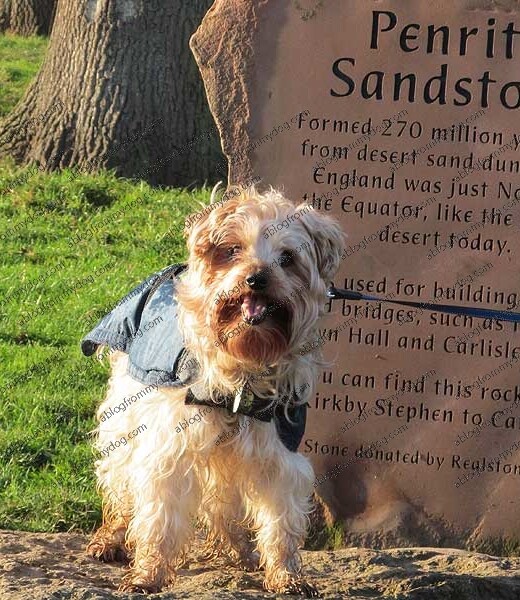 Buster takes a moment to look around the new stone circle