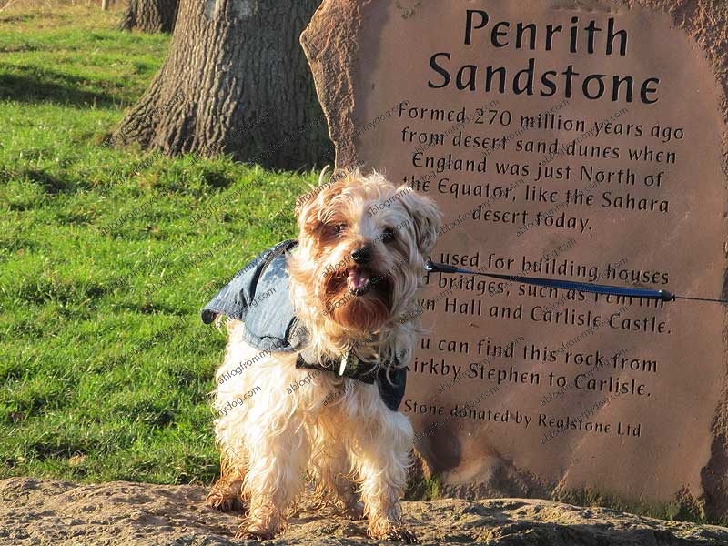 Buster takes a moment to look around the new stone circle