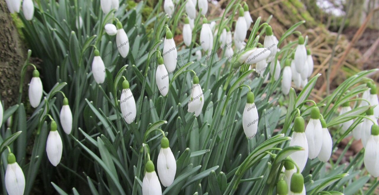 The snowdrops cover the river banks