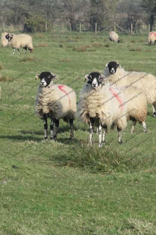 Many sheep graze on the grass growing on the sand and mud