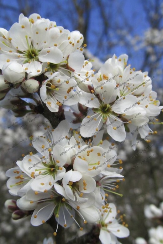 Blossom opens in the bright sunshine