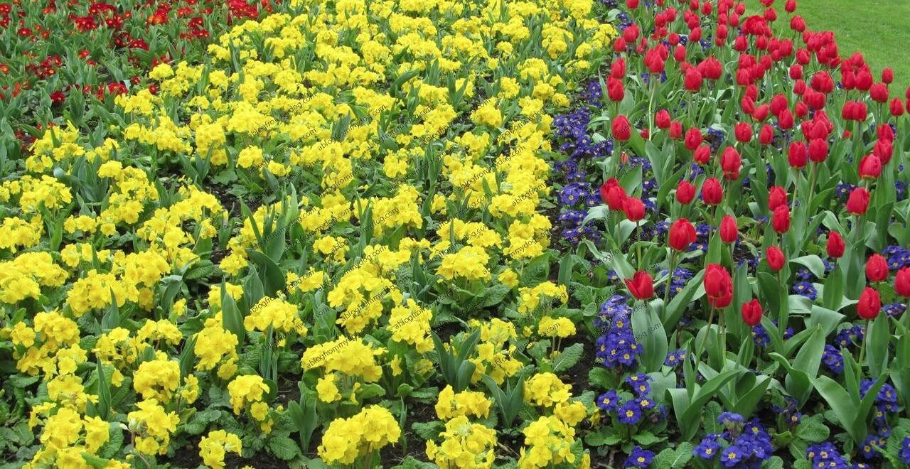 Stripes of colour made in the flower beds