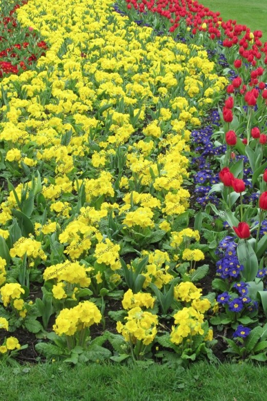 Stripes of colour made in the flower beds