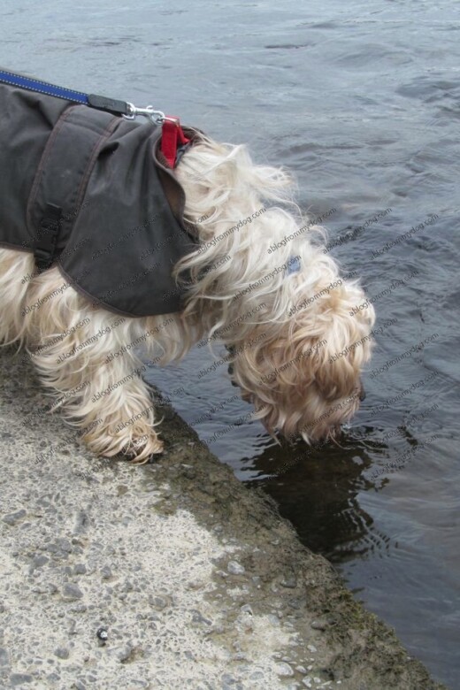 Buster takes a quick drink of River Water