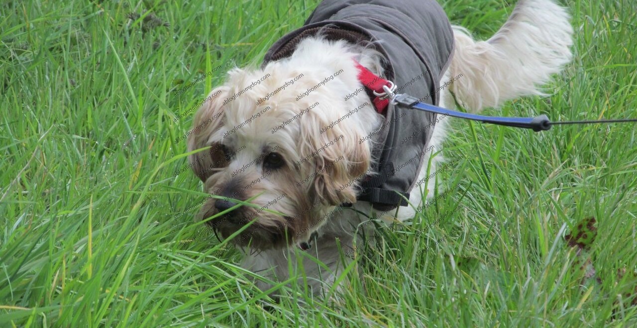 Buster eats some fresh grass found on a country lane