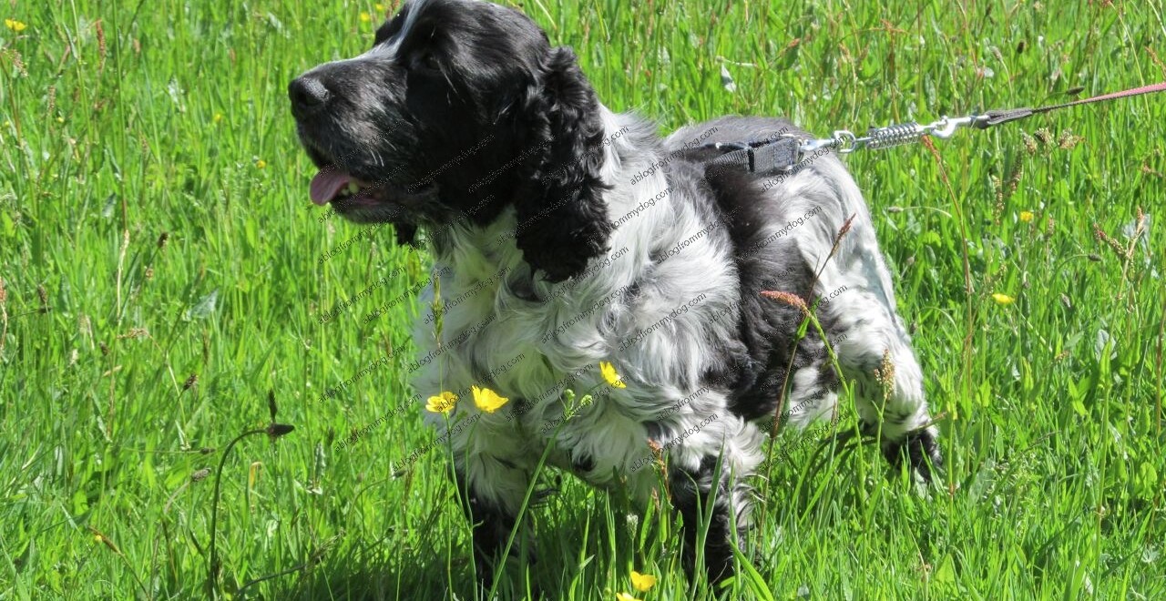 Charlie catches the sniff of something