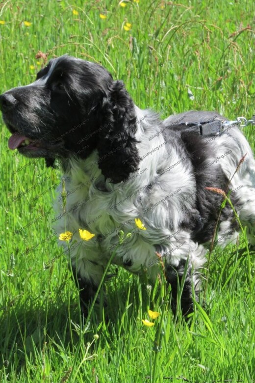 Charlie catches the sniff of something