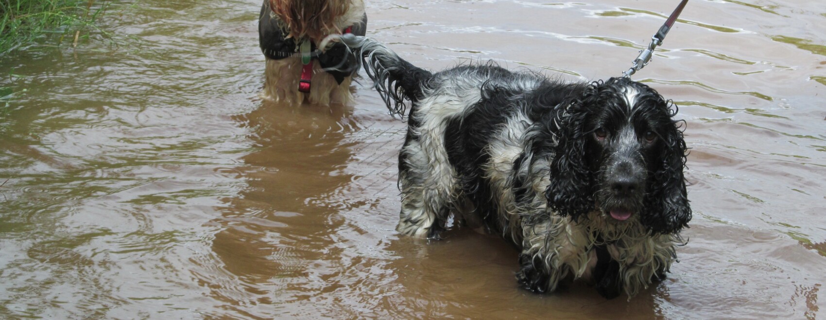 Buster and Charlie enjoy a paddle in very muddy water