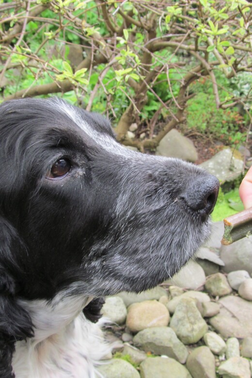 Charlie learns to wait before getting a reward of a Pedigree chew