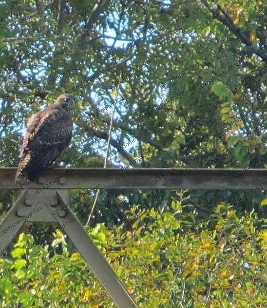 Unfamiliar bird in Carlisle