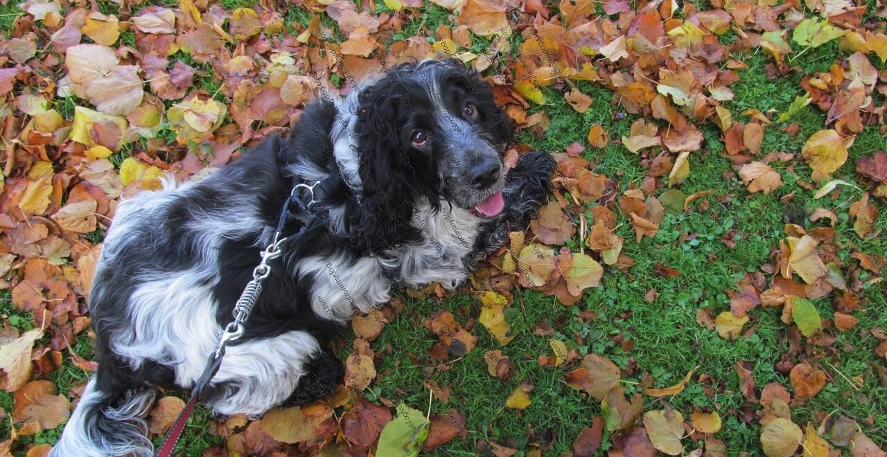Charlie scuffles about in the late autumn leaves