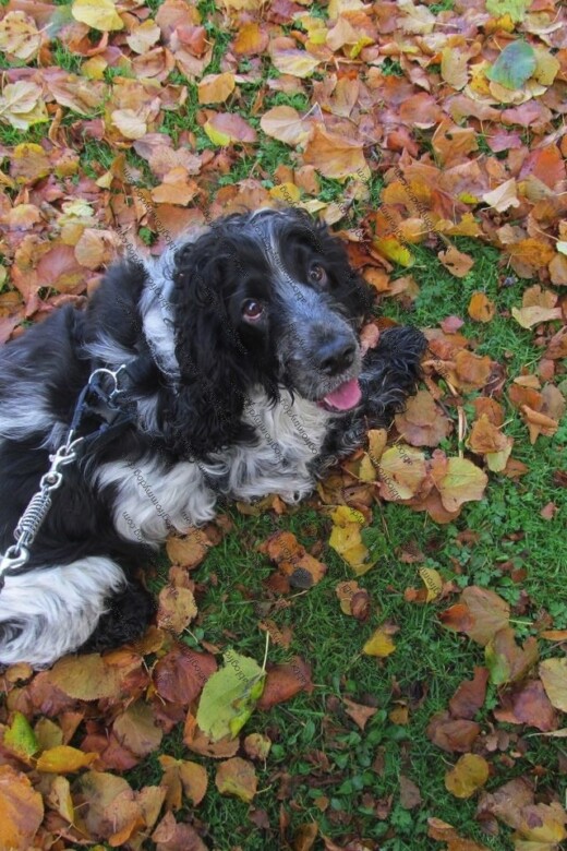 Charlie scuffles about in the late autumn leaves