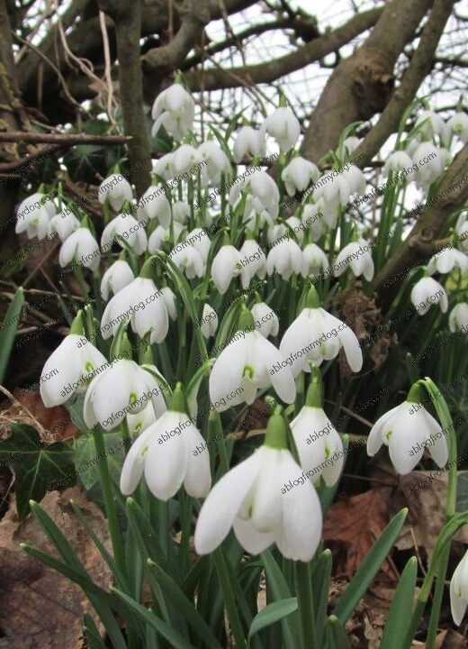 Snowdrops