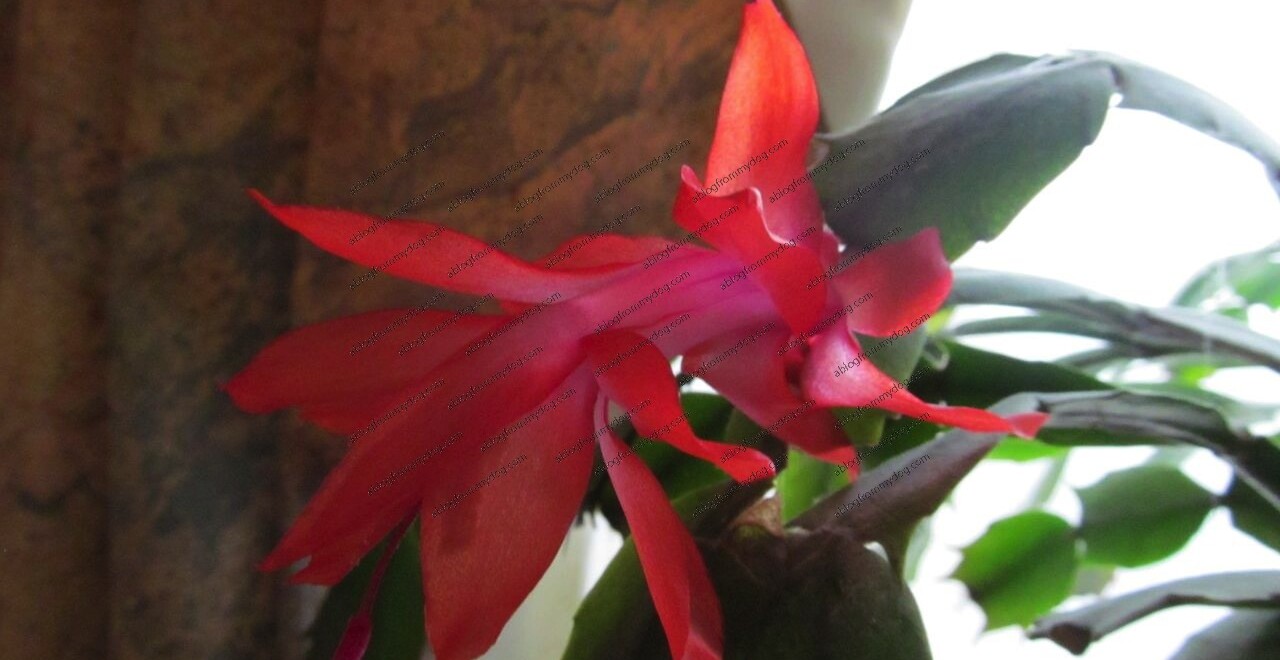 Christmas Cactus - Schlumbergera
